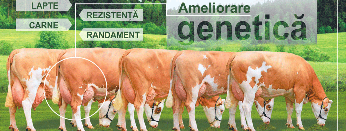 semtest-bvn ameliorare genetica